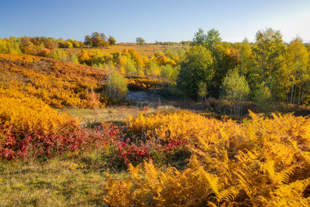 Autumn landscape with yellow and red leaves of fern in sunny day.の写真素材