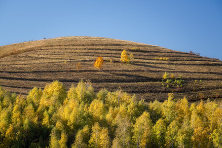 Autumn landscape with yellow birch trees on the hillside.の写真素材