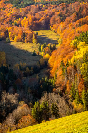 Autumn colors in the mountain forest.の写真素材