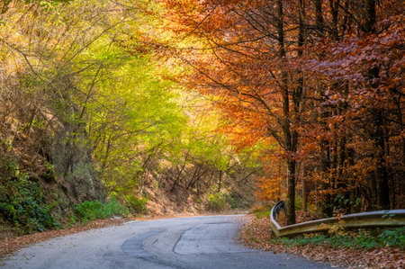 Autumn colorful forest in the morning light. Beautiful autumnal landscape.の写真素材