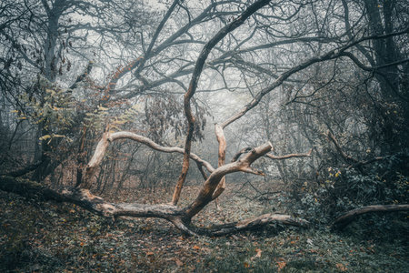 Dramatic foggy autumn forest landscape with old tree trunks. Toned image.の写真素材