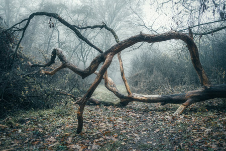 Dramatic foggy autumn forest landscape with old tree trunks. Toned image.の写真素材
