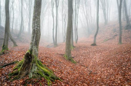 Beech forest in the fog with fallen leaves and old tree trunks.の写真素材
