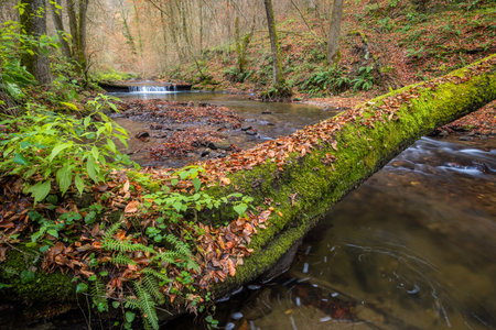 Mountain river in the forest with fallen tree trunk and autumn leaves and moss.