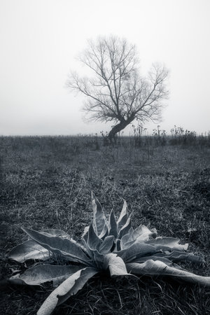 Lonely tree in the field. Black and white photo.の写真素材