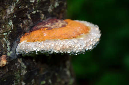 Dew drops on mushroom