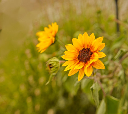 KleineblÃ¼tige Sonnenblumeの写真素材