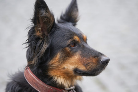 Altdeutscher SchÃ¤ferhundの写真素材