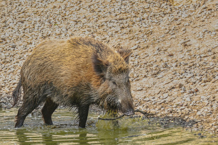 Wildschwein im Tierparkの写真素材