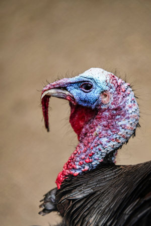 Turkey in the zooの写真素材