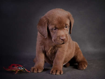 Labrador Retriever puppyの写真素材