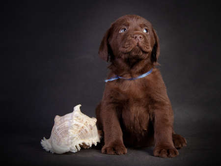 Labrador Retriever puppy