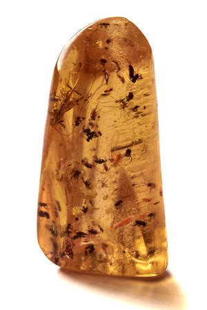 Vertical close up of polished piece of amber, fossil resin with several insects isolated on white background.の写真素材