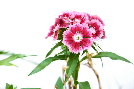 Beautiful red Sweet William (Dianthus Barbatus) flowers isolated on white background.の写真素材