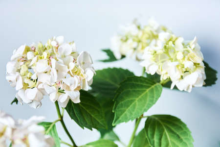 Close up of beautiful white hydrangea isolated on white background.