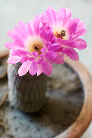 Vertical shot of big pink blooming flowers of cactus Echinocereus rigidissimus.の写真素材