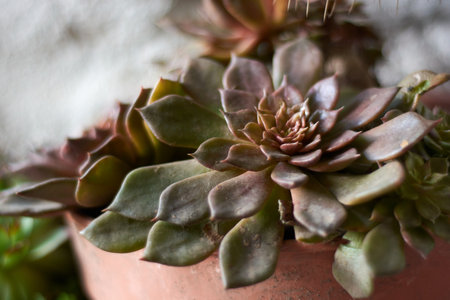 Horizontal close up of potted succulent plant with blurred background.の写真素材