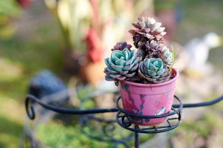 Horizontal close up of small potted Echeveria succulent plant with blurred background in the garden of a house.の写真素材