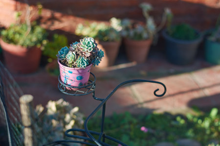 Horizontal shot of small Echeveria succulent plant in pink pot in the garden of a house with blurred background and copy space.の写真素材