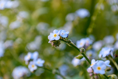 Horizontal close up of blue small Myosotis flowers, also known as "Forget me not", under soft light on blurred background in Buenos Aires, Argentina.の写真素材