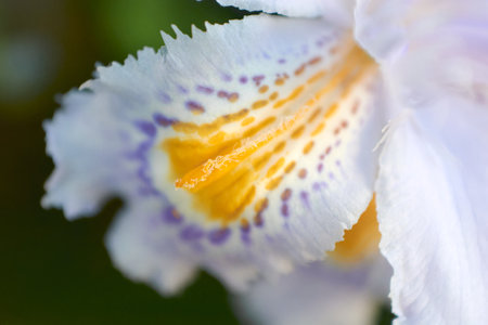 Macro shot of lily flower petal on blurred background.