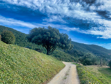 view of a European landscape with pine forestの写真素材