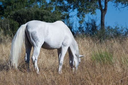 Horse eating grassの写真素材