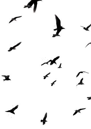 Illustration of birds flying isolated on white background. For poster, banner and postcard.の写真素材