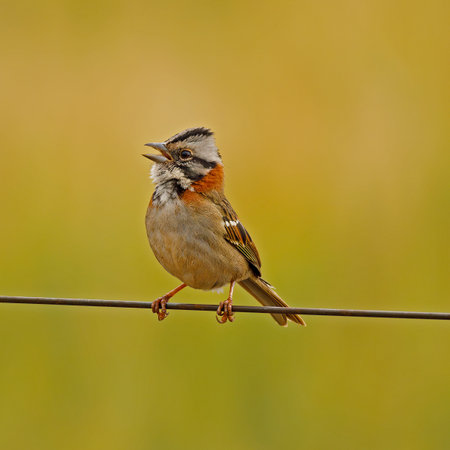 Rufous-collared Sparrow (Zonotrichia capensis)の写真素材
