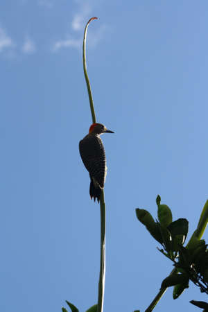 Woodpecker