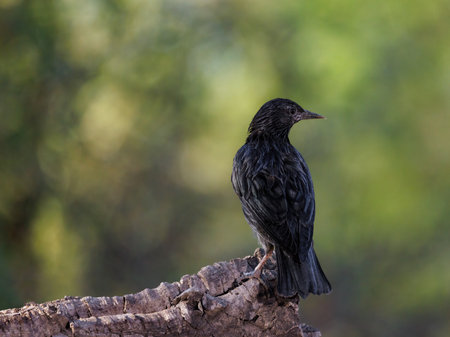 Spotless starling (Sturnus unicolor) perched on branch with soft background.
