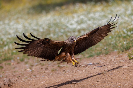 Black kite landing with wings spread and claws extended.の写真素材