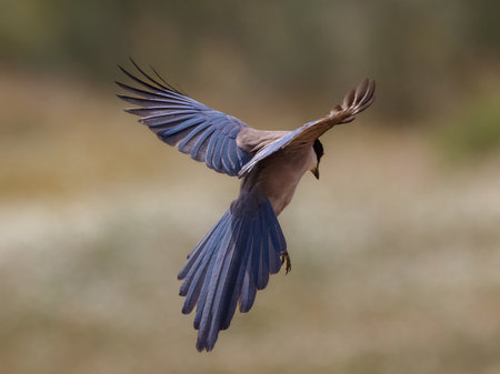 Iberian magpie diving midair with wings and tail fully spread.の写真素材