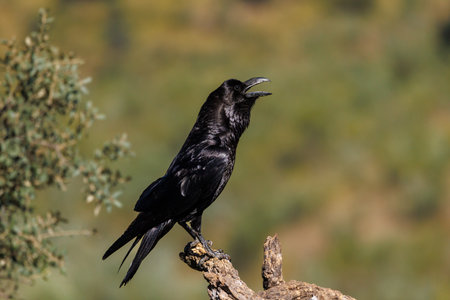 Raven perched on a dry branch with open beak in natural environment.の写真素材