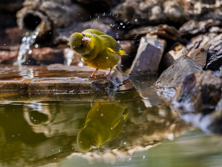 European greenfinch bathing and shaking off water by the pond edge.の写真素材