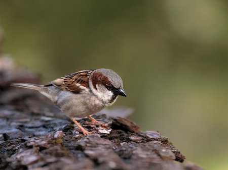Male house sparrow standing on bark with soft green background.の写真素材