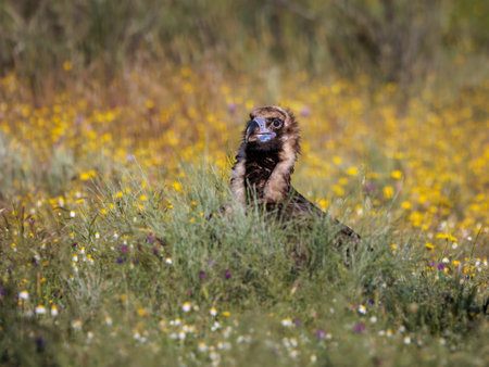 Cinereous vulture in a spring flower meadow.