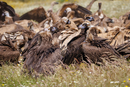 Black and griffon vultures gathering in an open field.