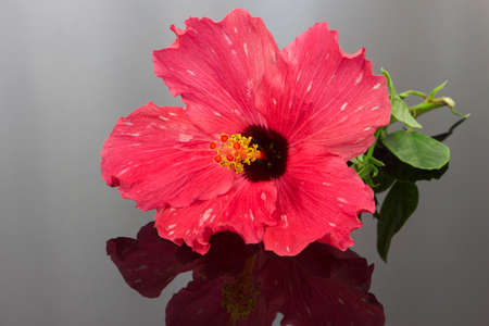 Tulip red flower from Mexico in a tableの写真素材