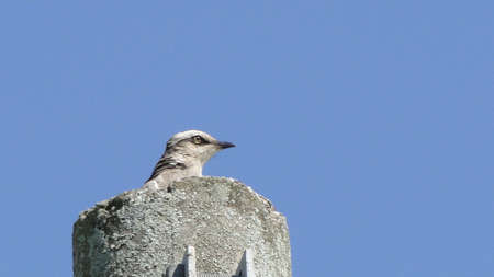 The bird and the postの写真素材