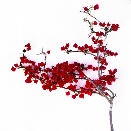 Flowers buganvilllaの写真素材