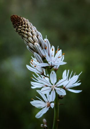 White Asphodel flower spring bloom close up with green foliage in the backgroundの写真素材