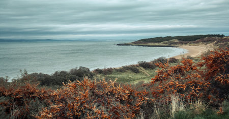 Seascape in Scotland, with horseshoe Gullane beach formed of sand and rocks in the background and orange sea buckthorn and vegetation in the foreground. Aberlady. Gullaneの写真素材