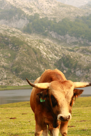 Big brown bull standing on green grass field with lake and mountains in the background in the north...