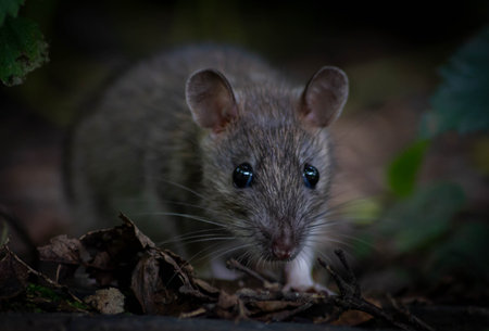 Close up image of a rat looking at the camera at eye levelの写真素材