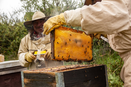 Two senior male beekeepers in Spain smiling while taking a frame full of honey out of a beehive...