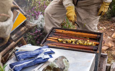 Close up of two beekeepers in Spain checking open beehive wearing beekeeping suit and gloves and...