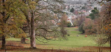 View from Corstorphine Hill, in Edinburgh, with trees in the foreground, green field with horses in the middle ground, and residential area in the background. Scotland, UKの写真素材