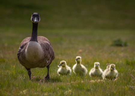 Canada Goose mother walking on grass with her four yellow baby goslings next to her in a park in...