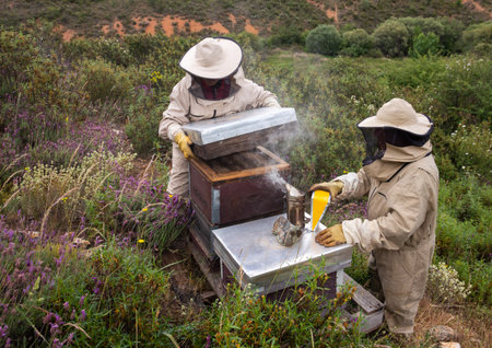 Two beekeepers in Spain opening a beehive wearing beekeeping suits and masks with smoker in a...